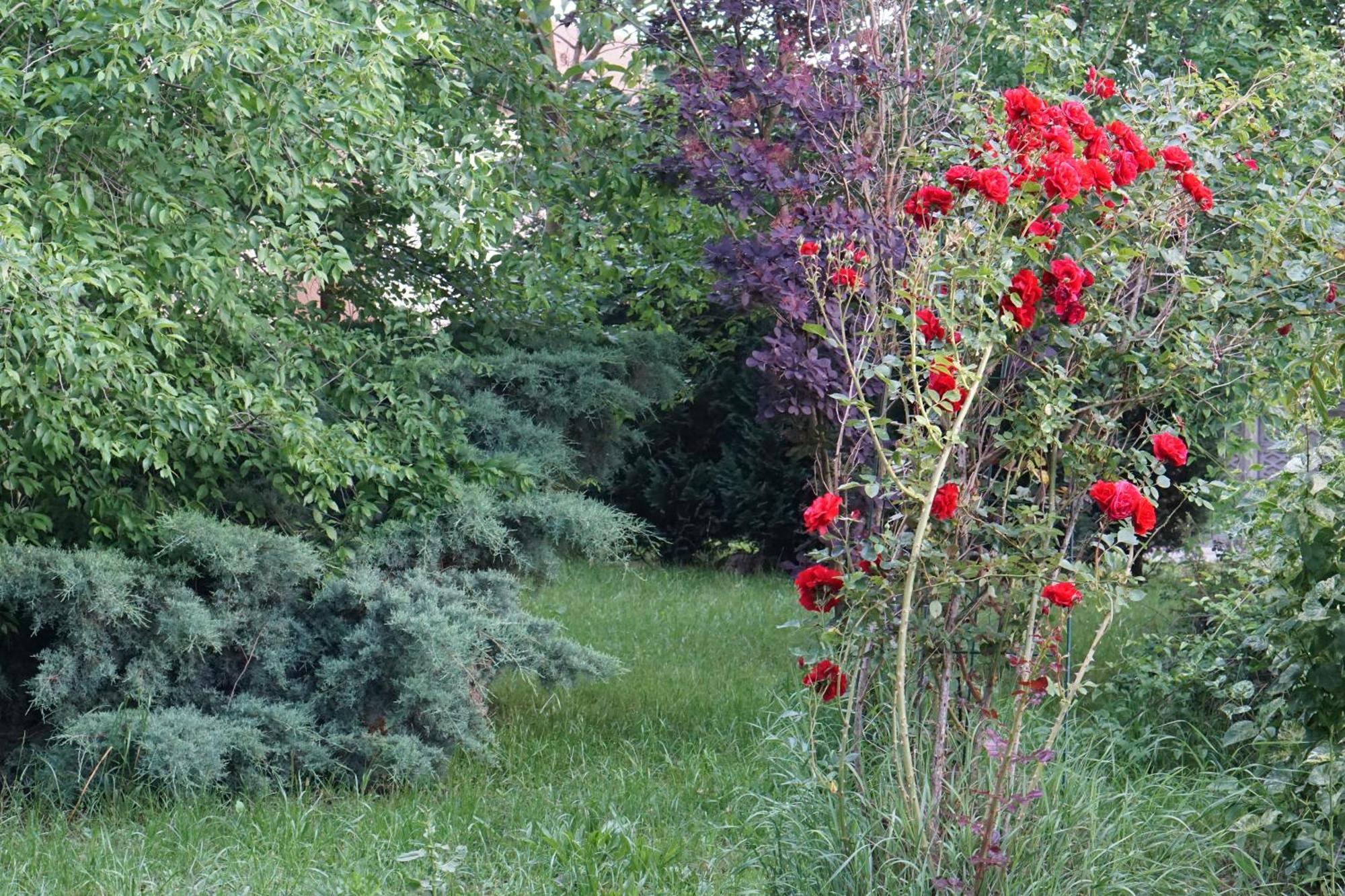 Villa Hanna'S Garden - Mintia Bagian luar foto